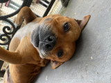 Nawak, Staffie de 8 ans à donner