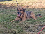 Chien croisé berger et Labrador à donner