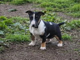 2 chiots Mini Bull Terrier Exotique mâles black merle tricolore non LOF de novembre 2025 en vente
