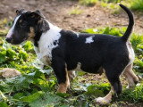 2 chiots Mini Bull Terrier Exotique mâles black merle tricolore non LOF de novembre 2025 en vente