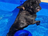Recherche femelle Bouledogue Français pour saillie