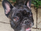 Recherche femelle Bouledogue Français pour saillie