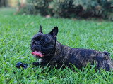 Recherche femelle Bouledogue Français pour saillie