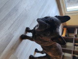 Recherche femelle Bouledogue Français pour saillie