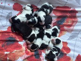 Chiots croisés Border Colloe et Chien des Pyrenées à vendre