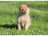 chiot mâle