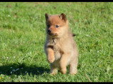 chiot mâle