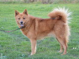 Ebba maman des chiots