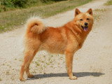 Uljas papa des chiots