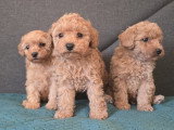 Chiots Caniche Nain à vendre