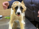 Barney, chiot mâle à adopter en association
