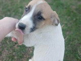 Barney, chiot mâle à adopter en association