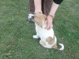 Barney, chiot mâle à adopter en association