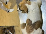 Barney, chiot mâle à adopter en association