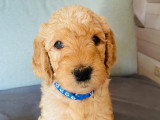 Chiots Goldendoodle à vendre