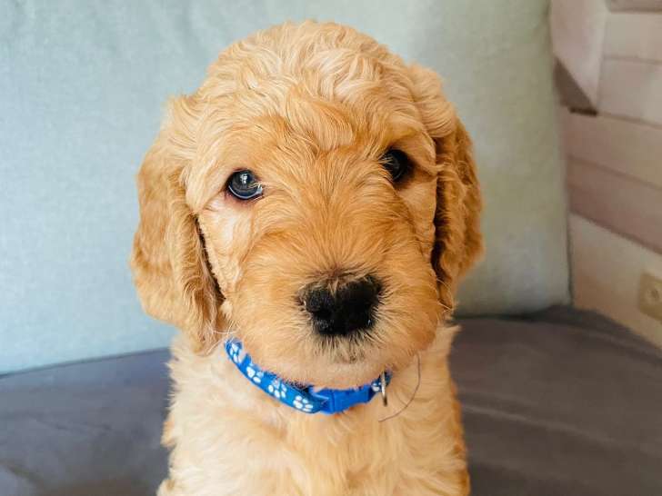 Chiots Goldendoodle à vendre