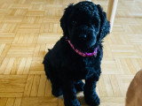 Chiots Goldendoodle à vendre