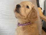 Chiots Goldendoodle à vendre