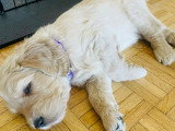 Chiots Goldendoodle à vendre