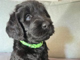 Chiots Goldendoodle à vendre