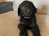 Chiots Goldendoodle à vendre