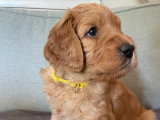 Chiots Goldendoodle à vendre