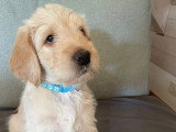 Chiots Goldendoodle à vendre