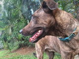 Haru, super chien de famille à adopter en association