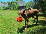 Haru, super chien de famille à adopter en association