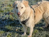 Léon, croisé Patou à adopter en association