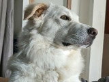 Léon, croisé Patou à adopter en association