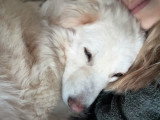 Léon, croisé Patou à adopter en association