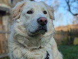 Léon, croisé Patou à adopter en association