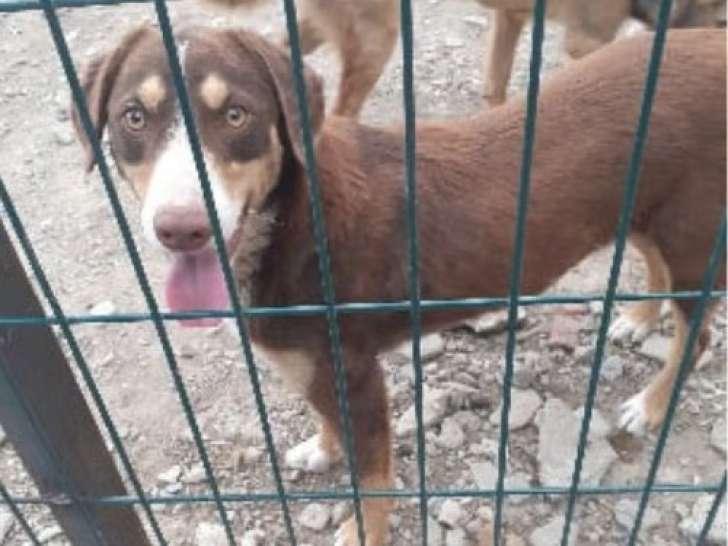 Toby, chien à adopter en association