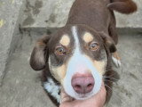 Toby, chien à adopter en association