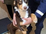 Toby, chien à adopter en association