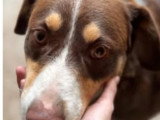Toby, chien à adopter en association