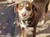 Toby, chien à adopter en association