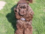 Chienne Cocker Américain chocolat non LOF à vendre