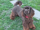 Chienne Cocker Américain chocolat non LOF à vendre