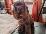 Chienne Cocker Américain chocolat non LOF à vendre
