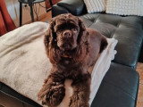 Chienne Cocker Américain chocolat non LOF à vendre