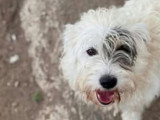 Urgent : Oslo, chien à adopter en association