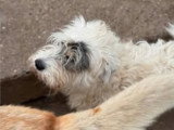 Urgent : Oslo, chien à adopter en association