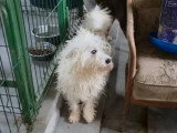Urgent : Oslo, chien à adopter en association
