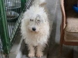 Urgent : Oslo, chien à adopter en association