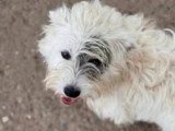 Urgent : Oslo, chien à adopter en association