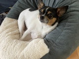 Chien adulte de race Chihuahua Mâle à donner