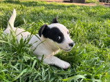 Jessica, chiot femelle à adopter en association