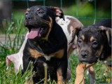6 chiots Américain Bully non LOF nés en janvier 2026 à vendre